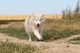 CHIEN FINNOIS DE LAPONIE 251